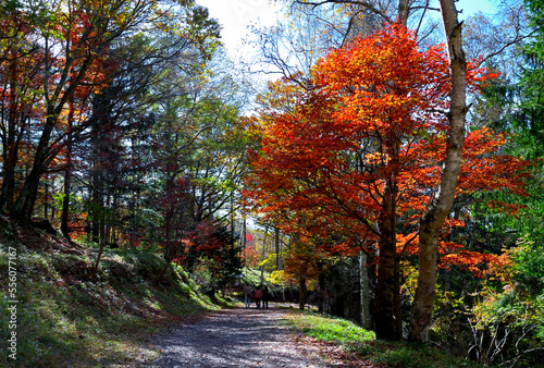 Autumn leaves in Yokoya valley