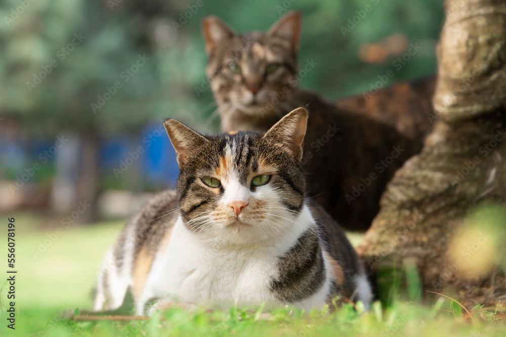 Two mongrel cats looking at the camera outdoors in israeli summer park near a tree trunk. Shallow depth of field.