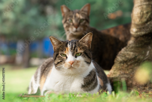 Two mongrel cats looking at the camera outdoors in israeli summer park near a tree trunk. Shallow depth of field.