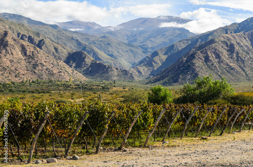 Cafayate vineyard in Salta, Argentina. photo