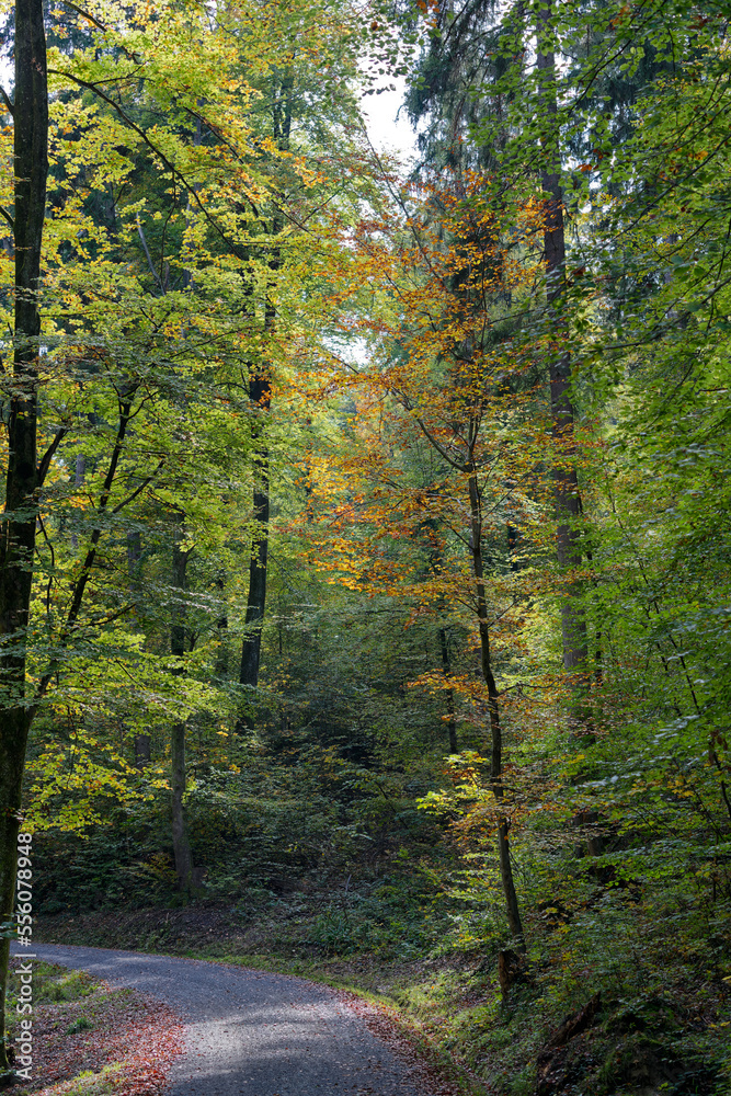 Obraz premium Beautiful autumn trees in the wood with gravel rural road at City of Zürich on a sunny autumn day. Photo taken October 11th, 2022, Zurich, Switzerland.