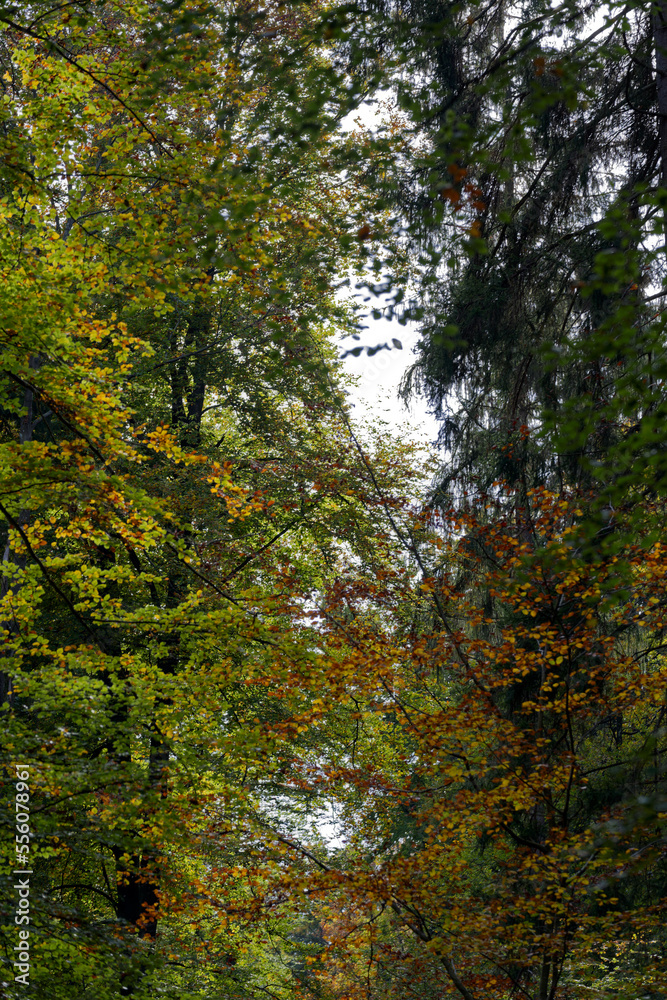 Beautiful autumn trees in the wood at City of Zürich on a sunny autumn day. Photo taken October 11th, 2022, Zurich, Switzerland. Beautiful autumn trees in the wood at City of Zürich on a sunny autumn day. Photo taken October 11th, 2022, Zurich, Switzerland.