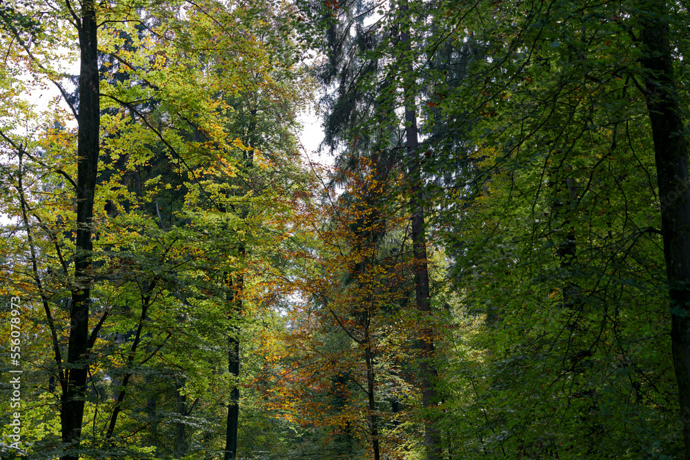 Beautiful autumn trees in the wood at City of Zürich on a sunny autumn day. Photo taken October 11th, 2022, Zurich, Switzerland. Beautiful autumn trees in the wood at City of Zürich on a sunny autumn day. Photo taken October 11th, 2022, Zurich, Switzerland.