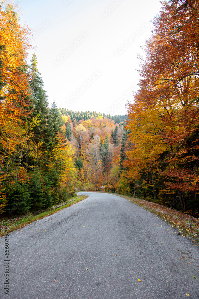 road and forest autumn time overview road and forest autumn time overview