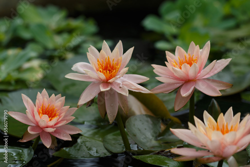 4 Pink Lotus Water lilies flower in pond.