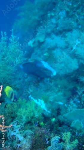 Vertical video of Bumphead parrotfish hovering under black coral and fusiliers passing by photo