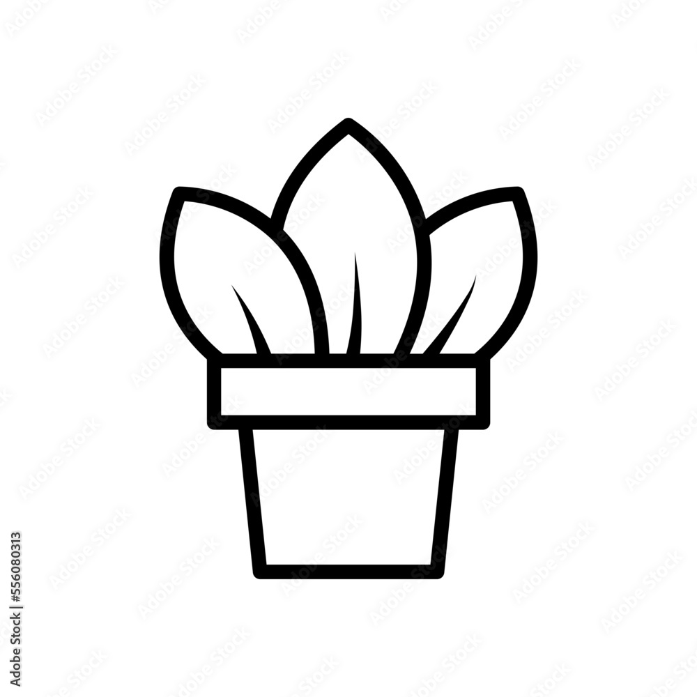 Growth Plant Growth Plant