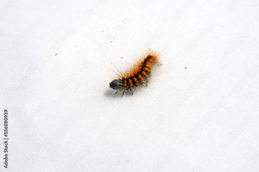 A black dotted hairy caterpillar with a raised head isolated on white A black dotted hairy caterpillar with a raised head isolated on white