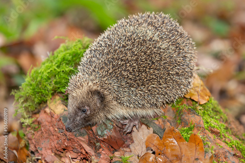 Hedgehog in autumn, wild, free roaming hedgehog, taken from within a wildlife hide to monitor the health and population of this favourite but declining mammal, copy space