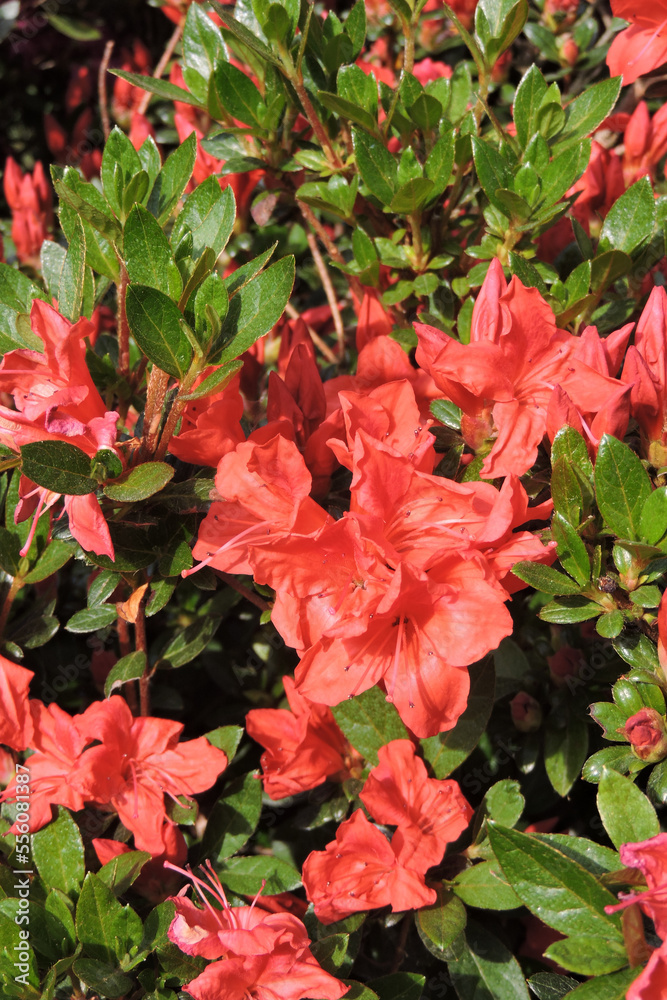 Red azalea flowers and green leaves in the sunlight Red azalea flowers and green leaves in the sunlight