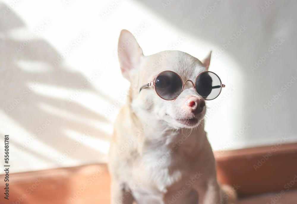 fat brown Chihuahua dog wearing sunglasses sitting on wooden floor with sunlight and monstera leaf shadow.