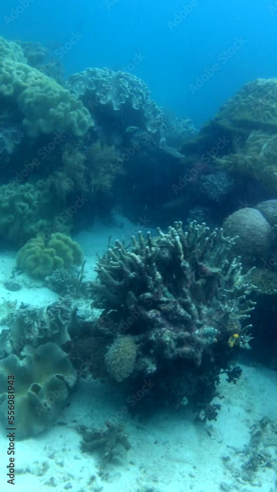 Vertical video of bommies covered in hard and soft coral with diver swimming behind