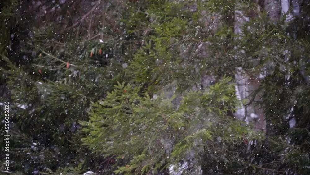 The heavy pour of snow in the forest on a winter with thick snow on the ground in Estonia The heavy pour of snow in the forest on a winter with thick snow on the ground in Estonia