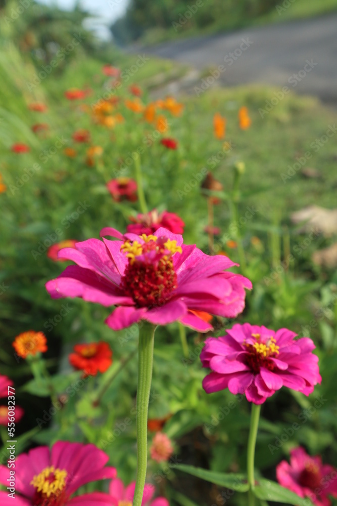 Pink flower looks beautiful Pink flower looks beautiful