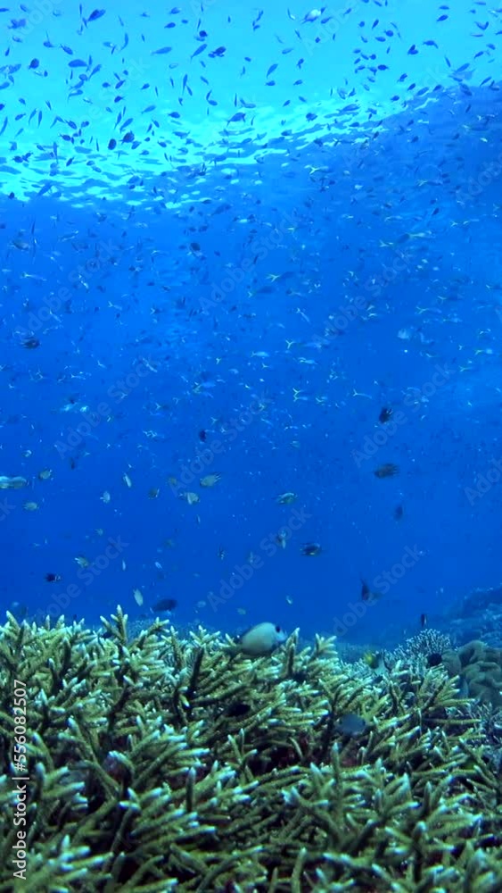 Vertical video of Healthy reef with huge field of acropora coral and clouds of fishes over it Vertical video of Healthy reef with huge field of acropora coral and clouds of fishes over it