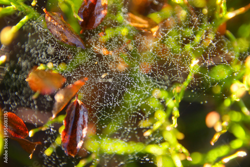 Cobwebs with shiny drops of water on a blackberry bush. © Tora Stark