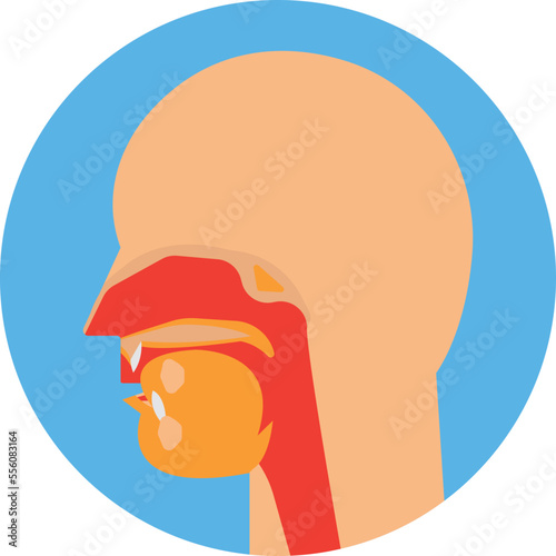 Nasal canal Vector Icon
