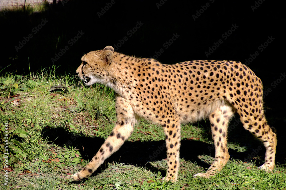 Fototapeta premium チーター・Cheetah（和歌山県・白浜町）