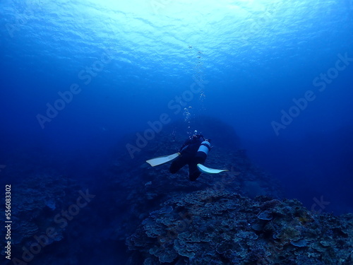 石垣島海底の「青の世界」を探検