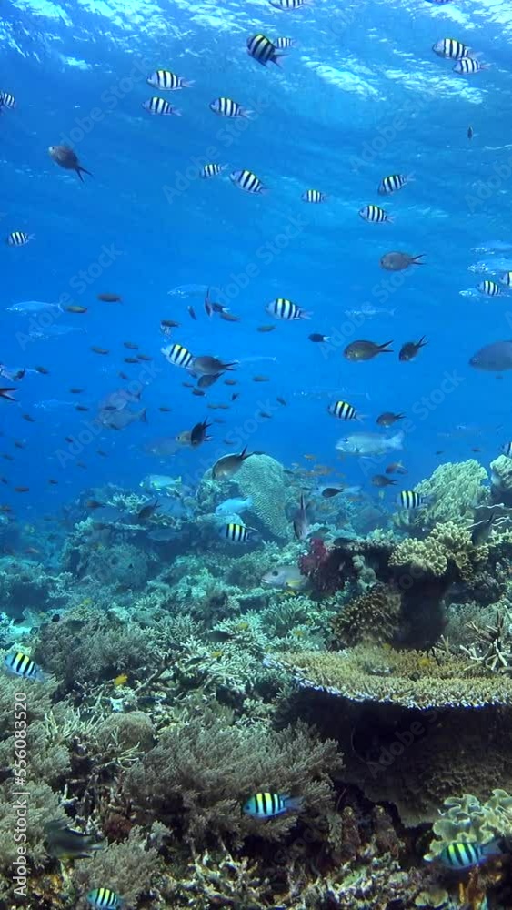 Vertical video of Healthy hard and soft coral reef with many various tropical fishes over it Vertical video of Healthy hard and soft coral reef with many various tropical fishes over it
