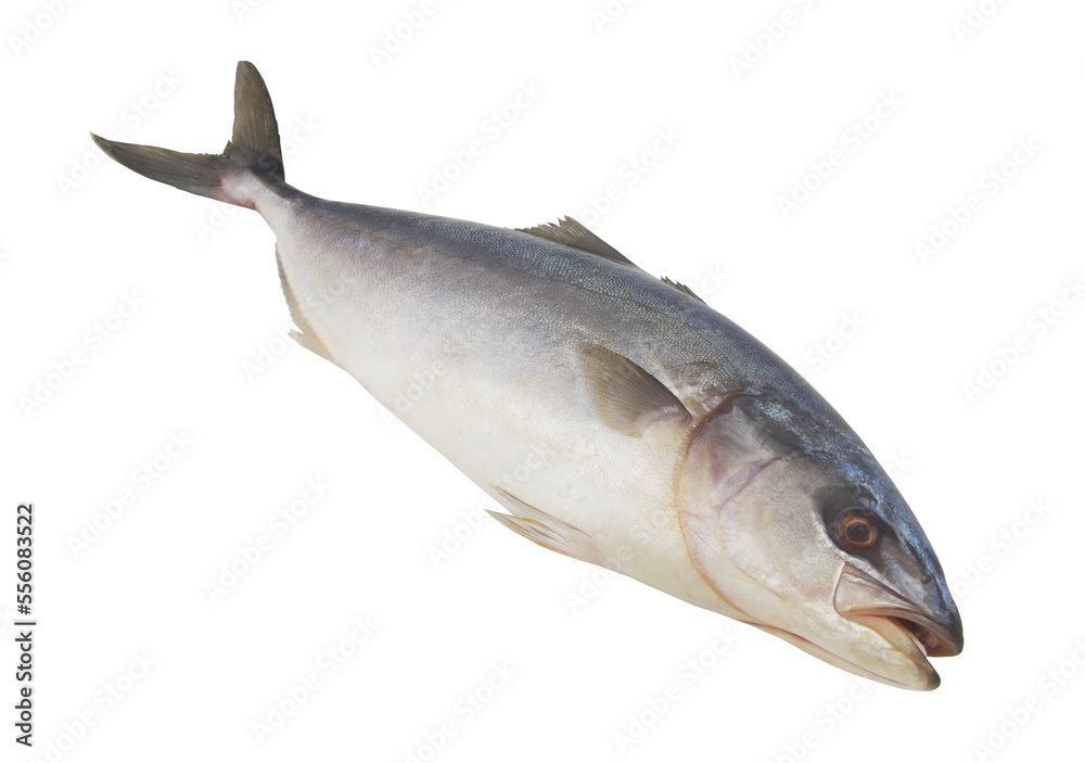 Raw sea fish isolated on white background, yellowtail amberjack. Raw sea fish isolated on white background, yellowtail amberjack.