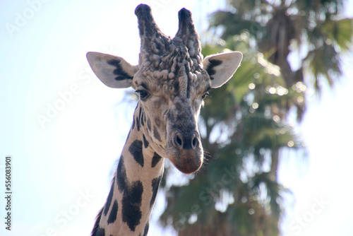 Fototapeta Naklejka Na Ścianę i Meble -  アミメキリン・reticulated giraffe（和歌山県・白浜町）