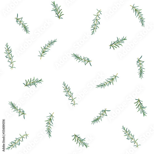 Branch of rosemary. Trendy pattern with twig. Vector contour illustration.