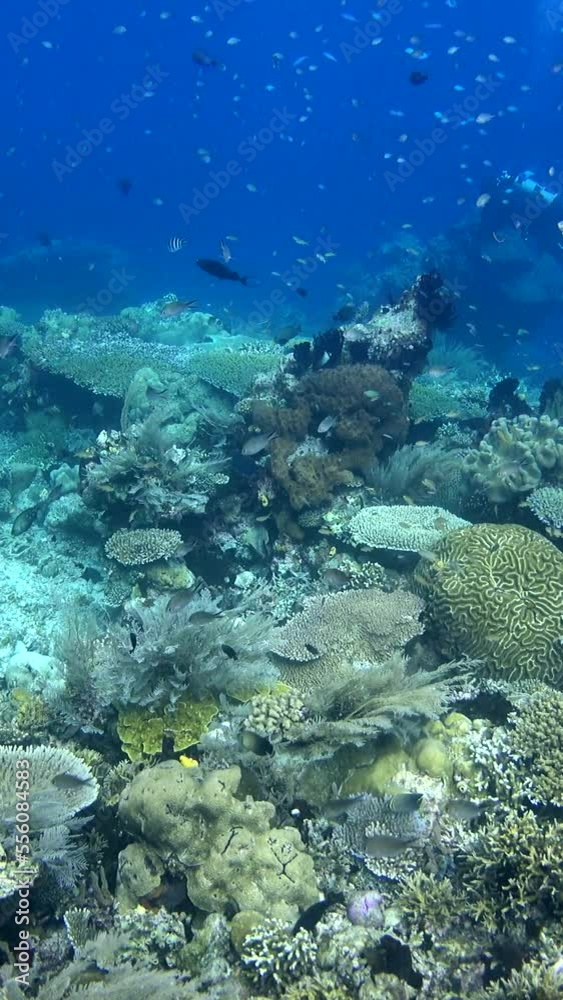 Vertical video of Healthy hard and soft coral reef with clouds of tropical fishes over it Vertical video of Healthy hard and soft coral reef with clouds of tropical fishes over it