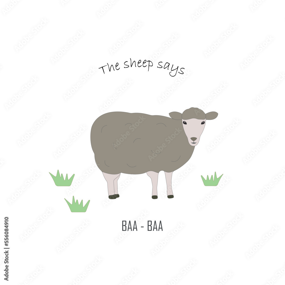 Obraz premium Flat realistic character of white sheep. Domestic animal illustration with text Sheep says Baa. Educational illustration for children with farm animal