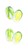 白菜のセット　冬の野菜の手描き水彩イラスト素材
