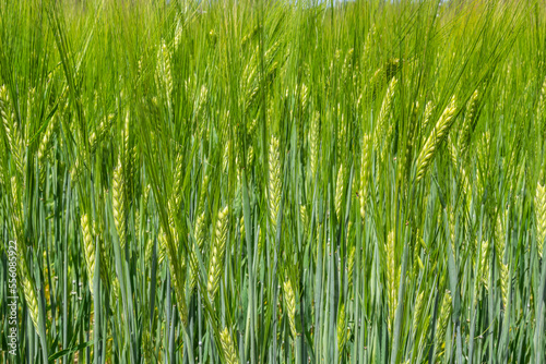 agricultural field where green rye grows  agriculture for obtaining grain crops  rye is young and green and still immature  close - up of the agricultural crop rye