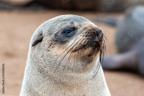 Close-up of a seal at beach near the Skeleton Coast in Namibia