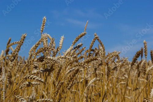 backdrop of ripening ears of yellow wheat field on the sunset cloudy orange sky background. Copy space of the setting sun rays on horizon in rural meadow Close up nature photo Idea of a rich harvest