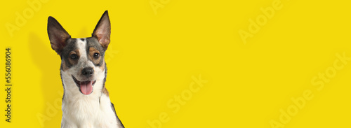 Happy pet. Cute dog smiling on yellow background, space for text. Banner design