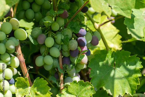 Obraz na plátně bunch of grapes