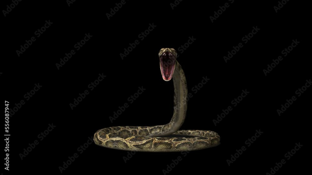 Snake Defence Attack Transparent Alpha Video