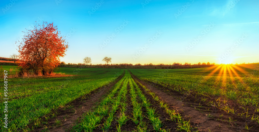 Autumn rural landscape with an agriculture field