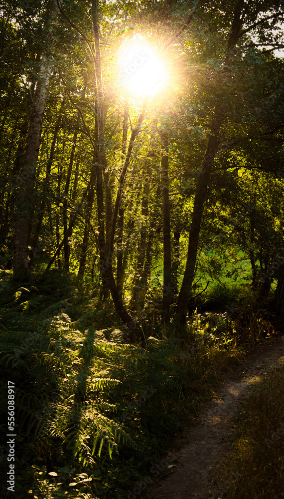 Sun illuminating a Galician forest. The rays of sunlight pass through the branches and trees forming shadows of the trunks