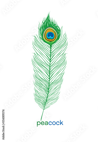 peacock feather white background vector illustrator. Beautiful fluffy iridescent feather from peafowl tail. Graphic element for design, decoration detail.