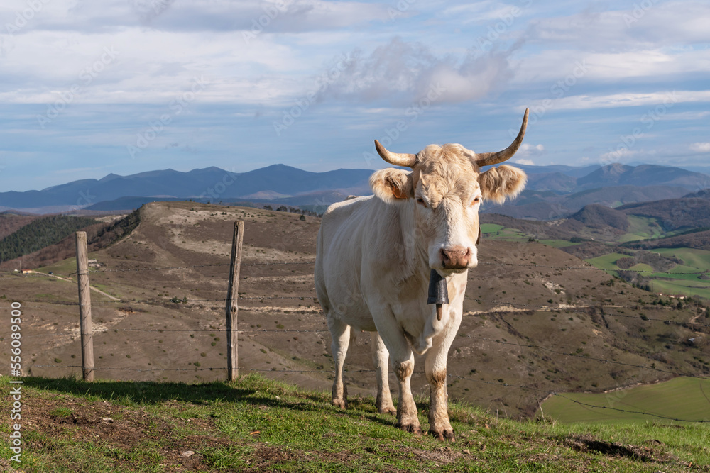 Superb Pyrenean cow grazing in freedom Superb Pyrenean cow grazing in freedom