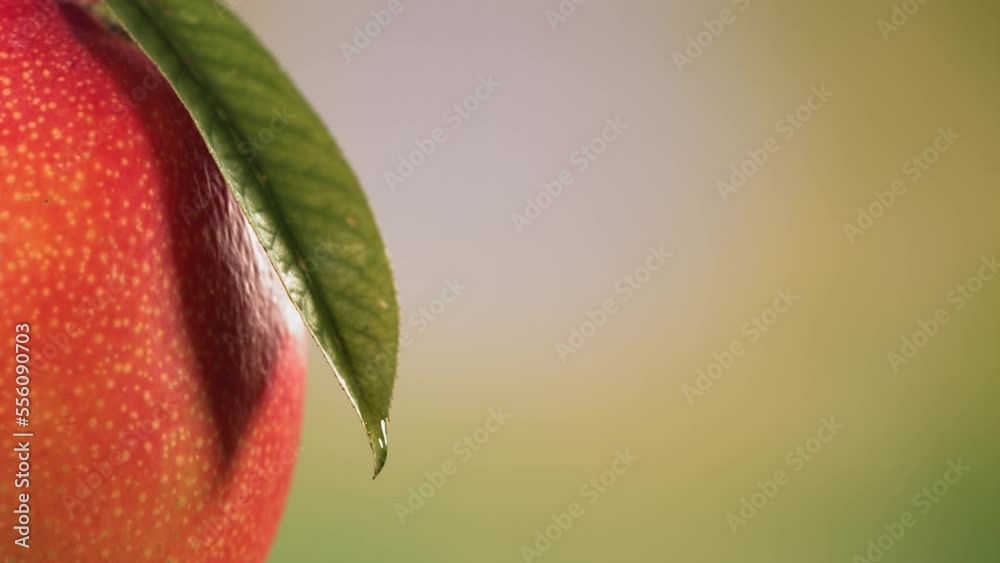 Drop falling from leaf of ripe mango on nature background. Spa Skincare cosmetics and beauty concept Drop falling from leaf of ripe mango on nature background. Spa Skincare cosmetics and beauty concept