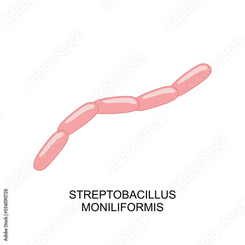 Streptobacillus moniliformis icon. Streptobacillus moniliformis bacterium in flat style. Bacteria of Streptobacillus moniliformis icon. vector illustration photo