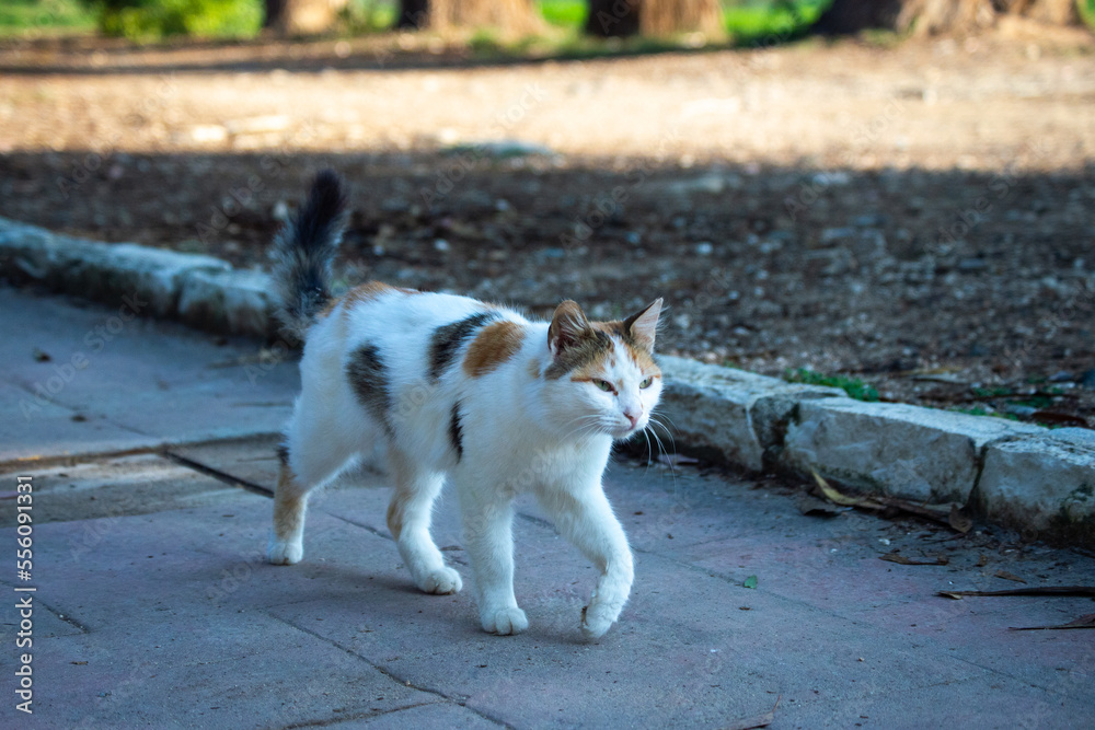 Cat walking in the park Cat walking in the park