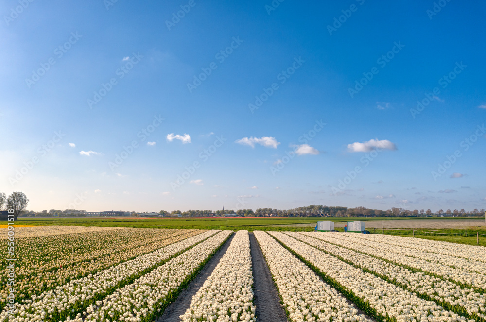 Flower field / bulb field of tulips under a blue sky in The Netherlands during spring.