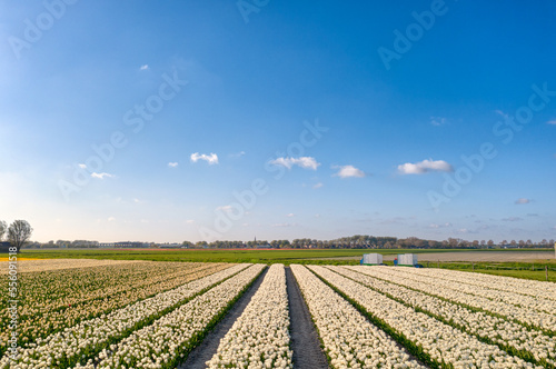 Flower field   bulb field of tulips under a blue sky in The Netherlands during spring.