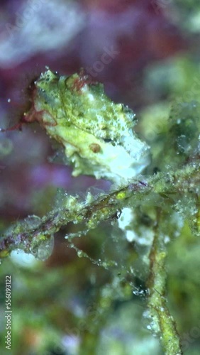 Vertical video of pontohi pygmy seahorse holding to small branch and moving around photo