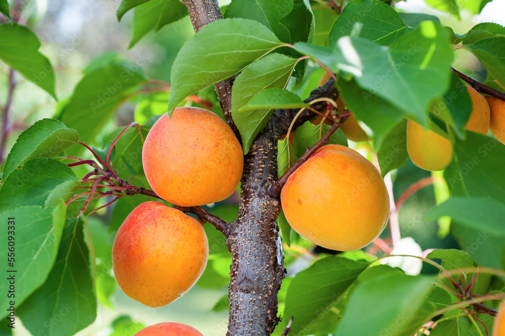 Ripe apricots in the orchard