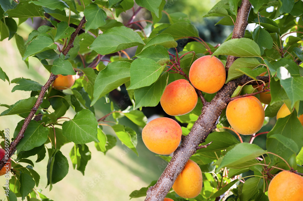 Ripe apricots in the orchard