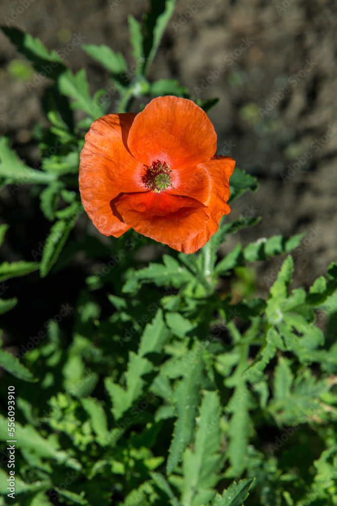 Flowers Red poppies blossom on wild field. Beautiful field red poppies with selective focus. soft light. Glade of red poppies. Lonely poppy. Soft focus blur Flowers Red poppies blossom on wild field. Beautiful field red poppies with selective focus. soft light. Glade of red poppies. Lonely poppy. Soft focus blur