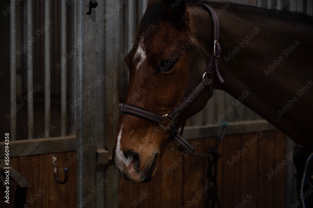 Fototapeta premium portrait of a horse